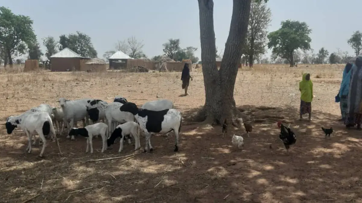Two alumni from the online MSc programme in International Animal Health, Dr Muhammad-Bashir Bolajoko and Dr Dorien Braam, collaborated on a project to investigate the impact of land use trends and pastoralism on human and livestock health priorities in Plateau State, Nigeria