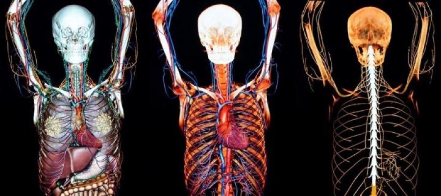 Three different layers of the human body, Anatomage table