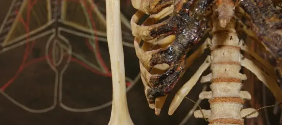 Skeleton closeup of ribcage