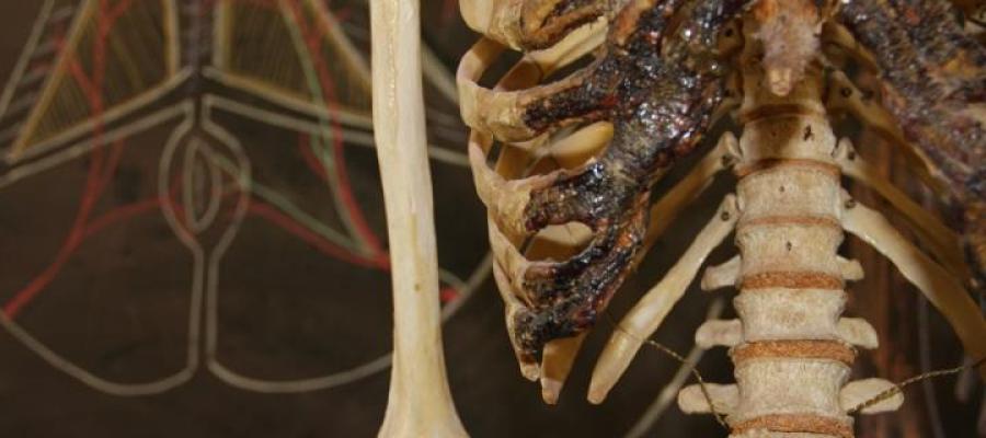 Skeleton closeup of ribcage