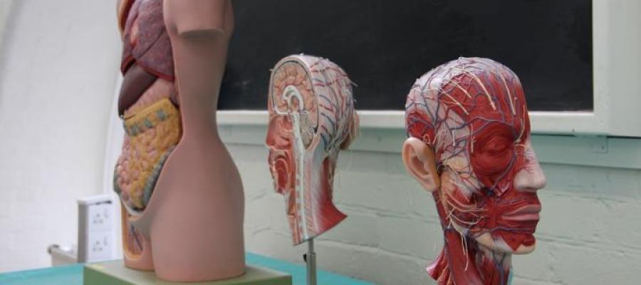 Selection of anatomical body parts