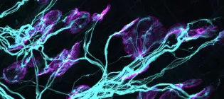 Image credit: Helena Chaytow for the front cover of Science Signaling