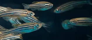 A shoal of zebrafish swimming in dark water