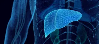 A computer image of a liver inside a human