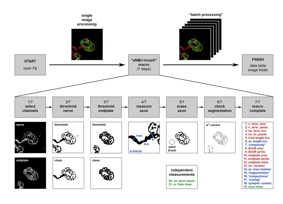 aNMJ-morph: a simple macro for rapid analysis of neuromuscular junction morphology