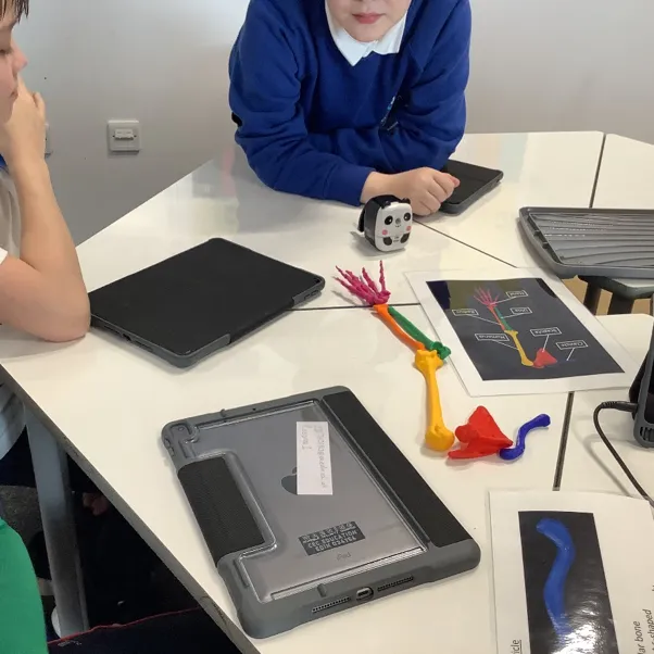 Colourful 3D printed bones being used by school pupils