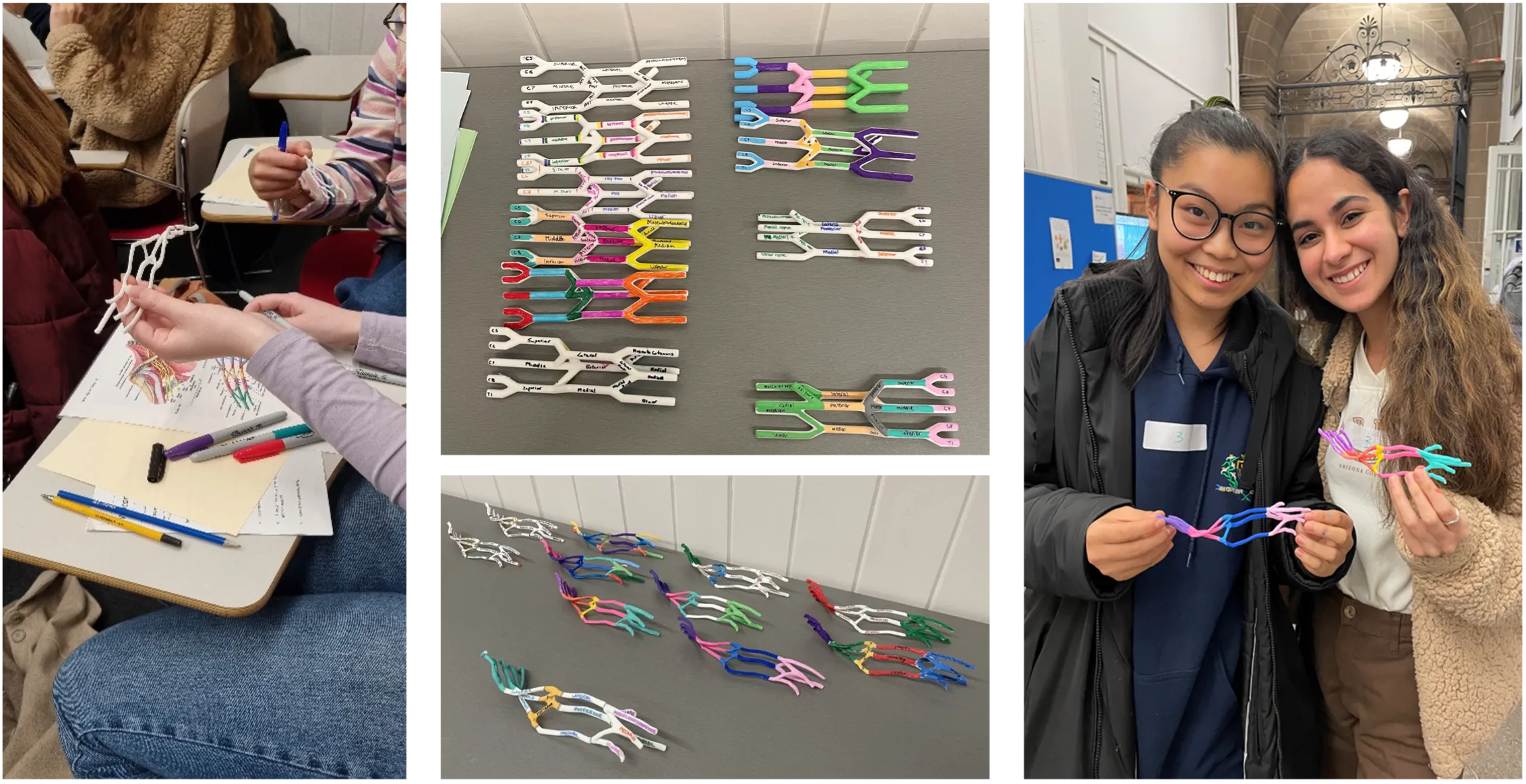 Photos of students and their 3D printed brachial plexus models.