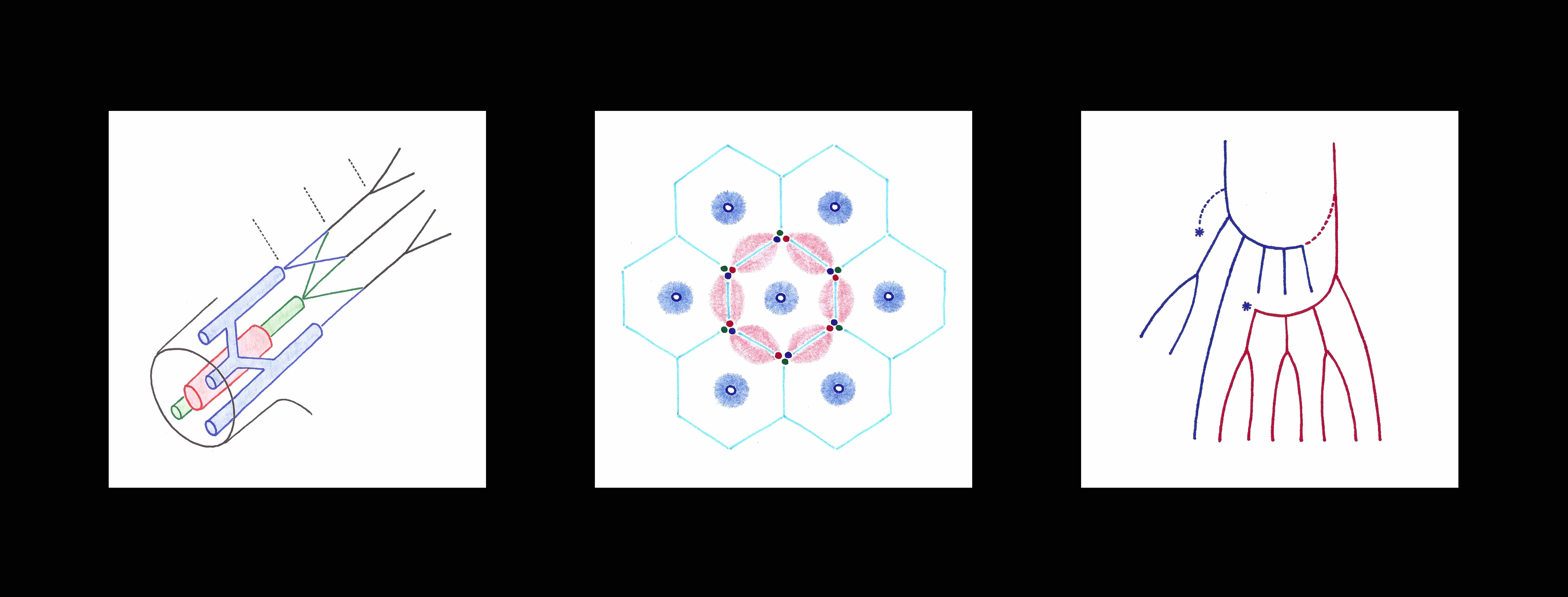 Illustration by R Jones