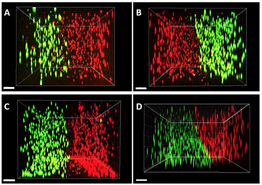 Images shows tendon cells (green) and bone cells (red) cultured in one of the new systems developed as part of the study