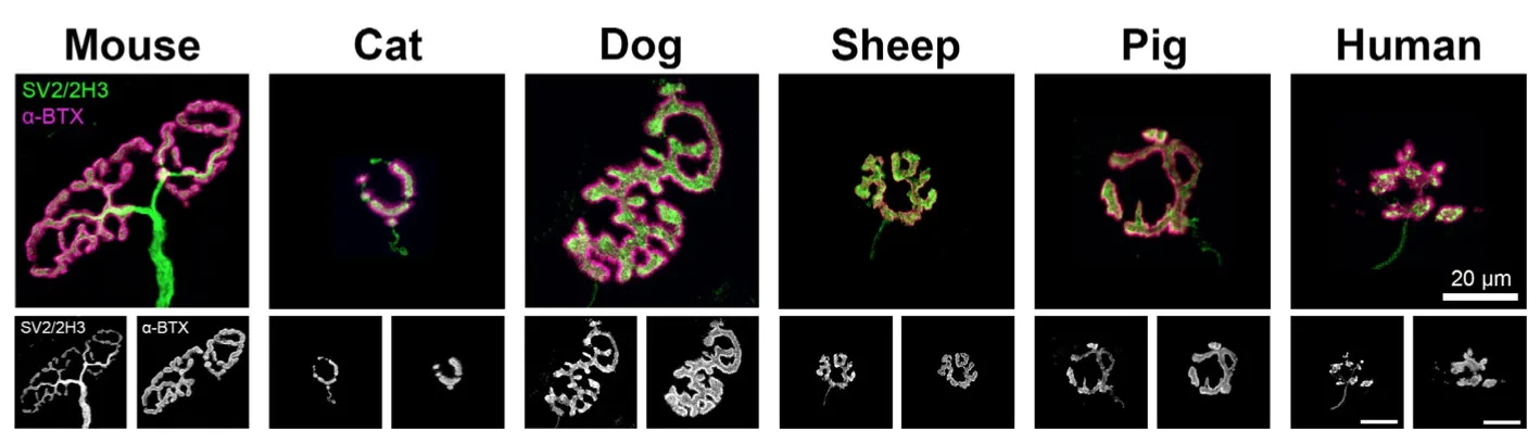 Comparative anatomy of the mammalian neuromuscular junction