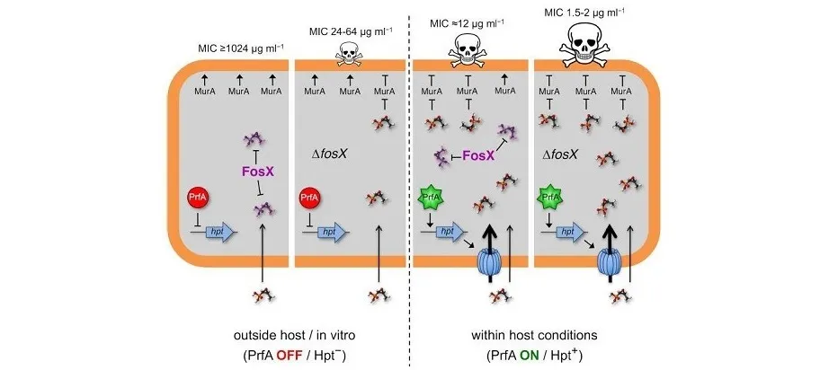 Model of virulence-resistance gene epistatic interaction determining L. monocytogenes fosfomycin phenotype