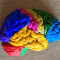 Painted plaster cast of brain