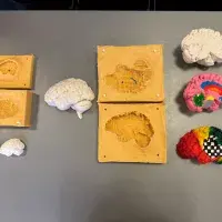 Ellie Horne's two-part silicone mould that could be used to create plaster hemisphere models showing both the internal and external structures of the brain. 