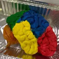 Image of Painted Brain Plaster Model