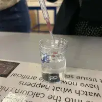 Image of a Tissue Engineering Sample