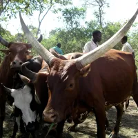 Prof Sue Welburns field work in Uganda