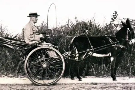 A photo of David Duncan Main with his horse and cart