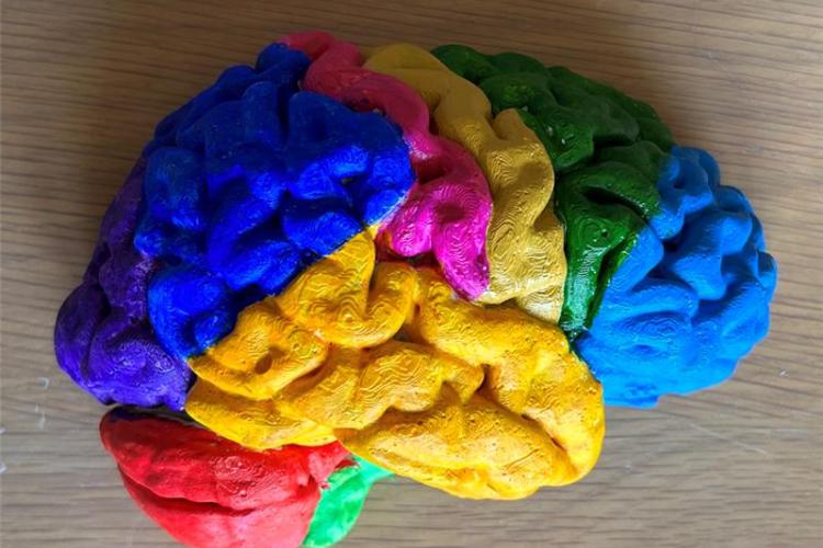 Painted plaster cast of brain