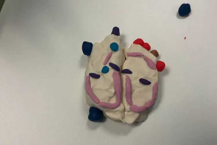 Anatomy Outreach 1
