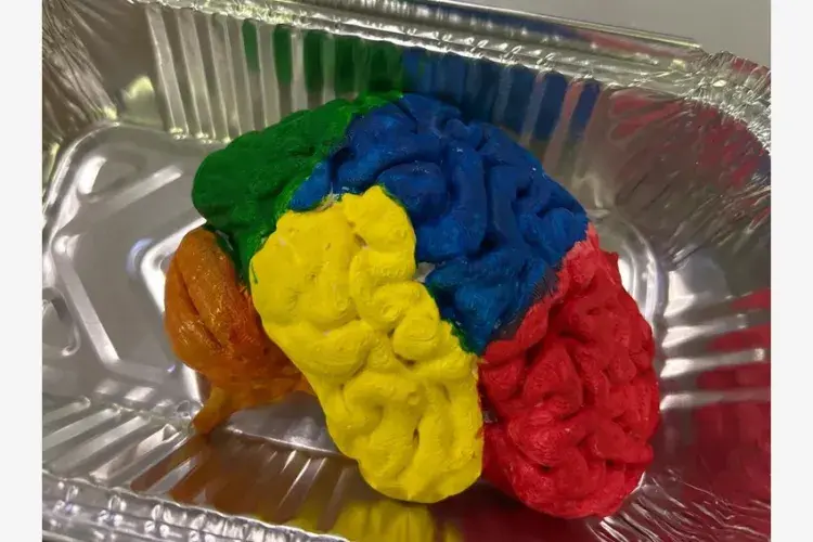 Image of Painted Brain Plaster Model
