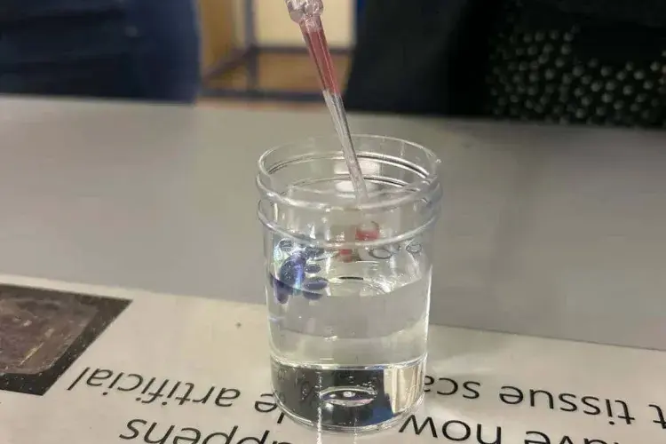 Image of a Tissue Engineering Sample