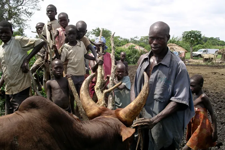 Community and cows in Uganda