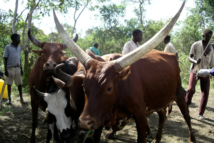 Prof Sue Welburns field work in Uganda