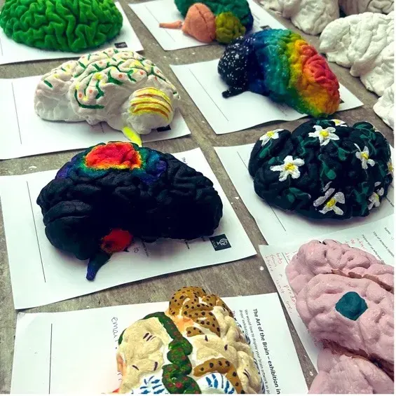 Painted Brain Models