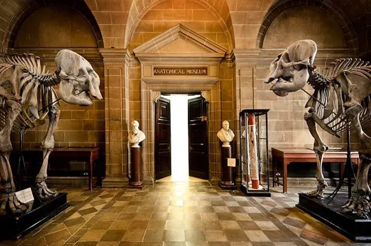 Pair of 19th century Elephas maximus skeletons flanking the entrance to the Anatomical Museum, which provided the inspiration for the logo (from the collection of Sir William Turner).