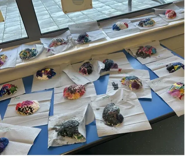 Picture of Painted Brain Models