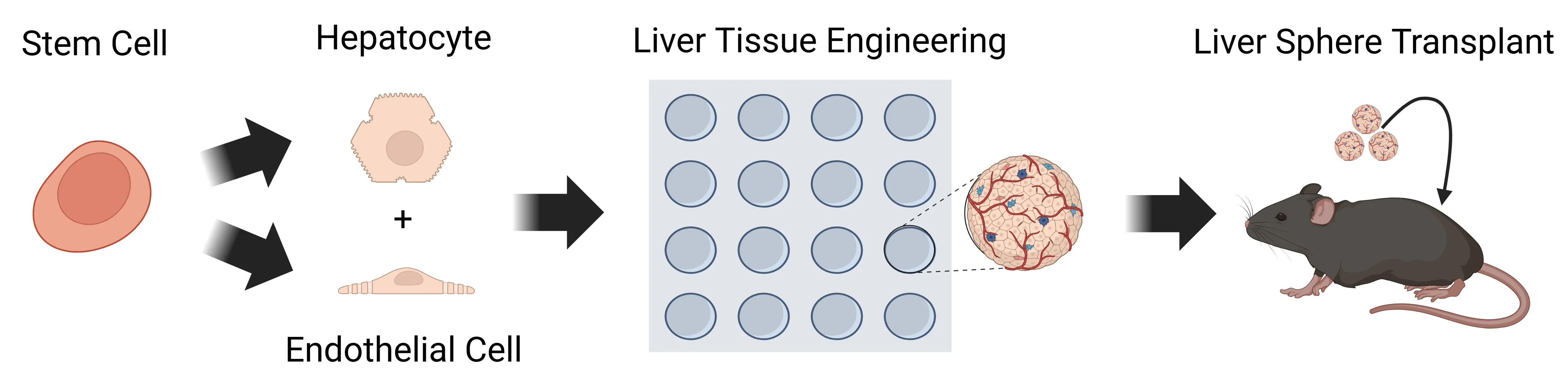 a graphical abstract image