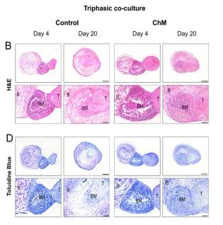 Microscopic images of H&E-stained sections of triphasic constructs 