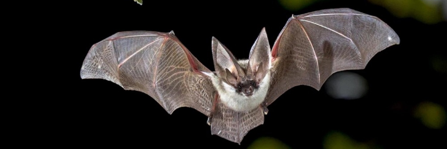 An image of a bat mid flight flying towards the camera at night