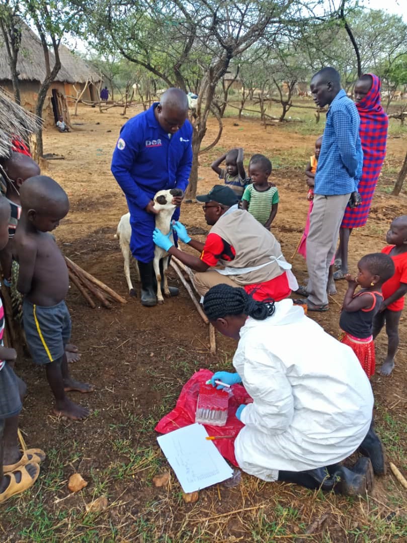 Emmanuel bleeds a sheep in a remote Ugandan village