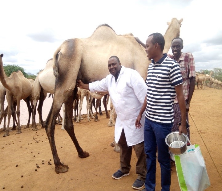 Daniel Mwangi Njuguna with camels