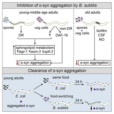 Graphical Abstract