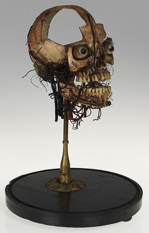 Dissected skull, Maison Tramond model