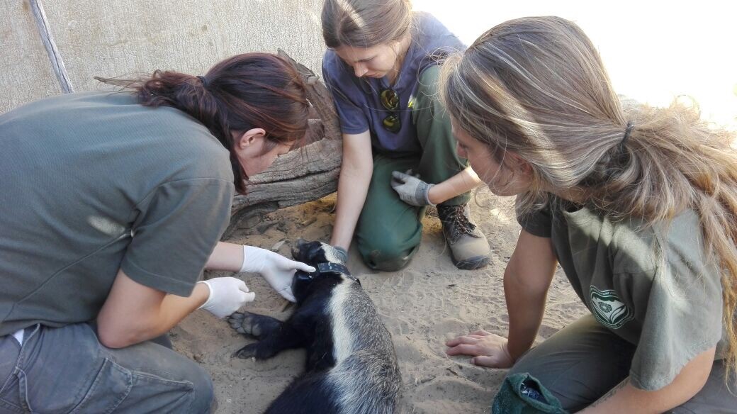 Dorothy Breed with a zorilla