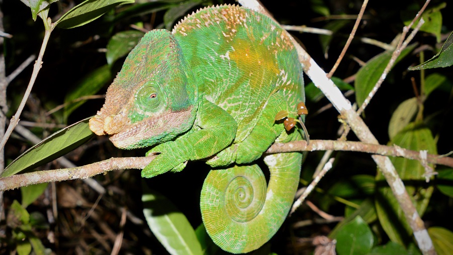 Iguana, Madagascar