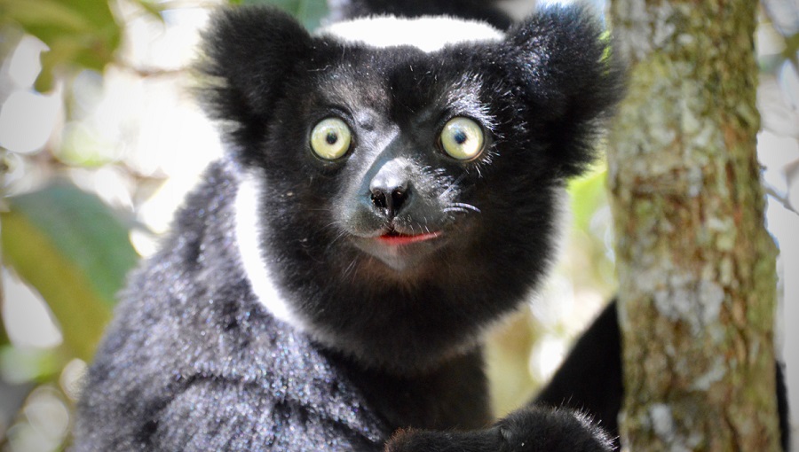 Lemur, Madagascar