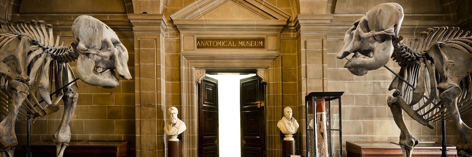 A cropped image of the elephant skeletons in the Old Medical School