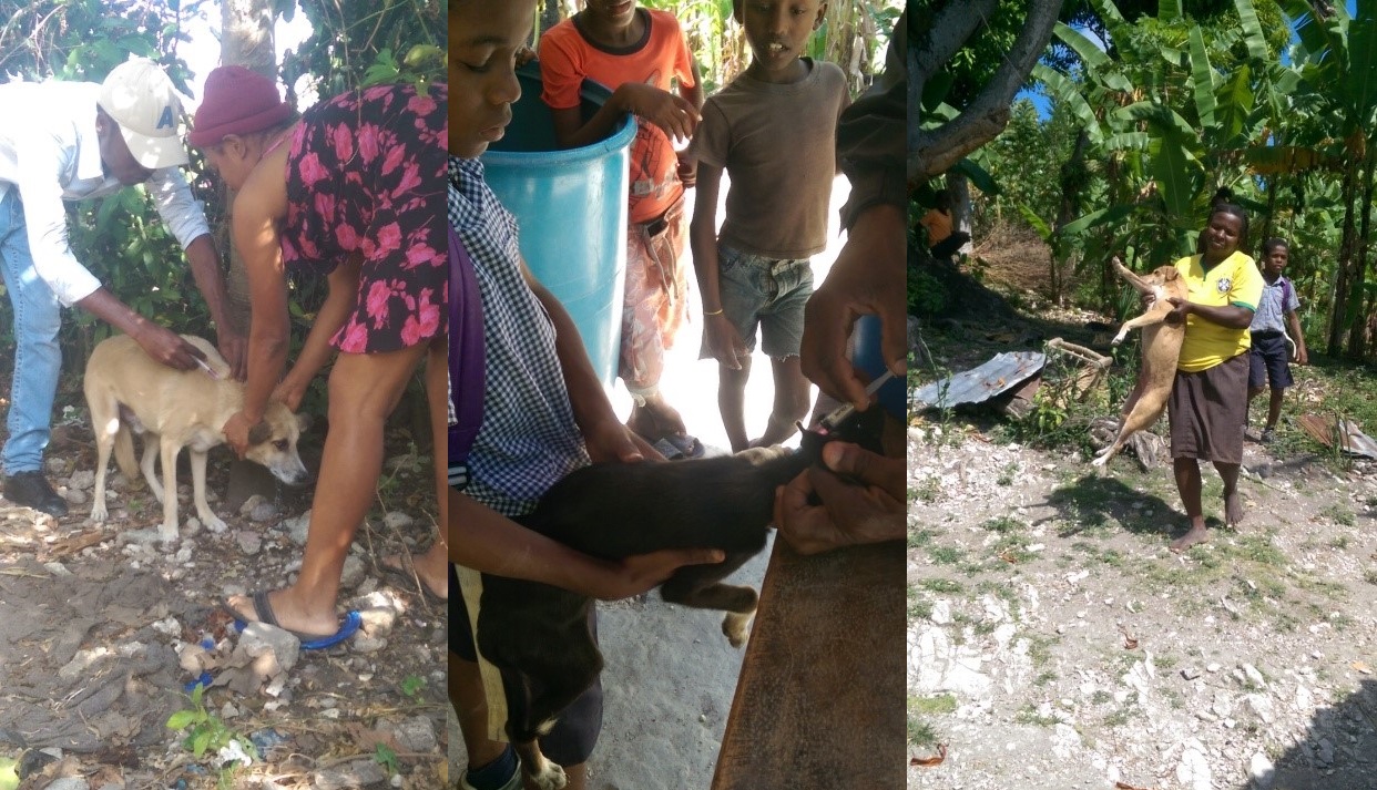 Three photographs of dog owners bringing their dogs to be vaccinated, Haiti