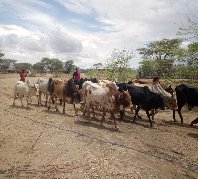 Herd of cows