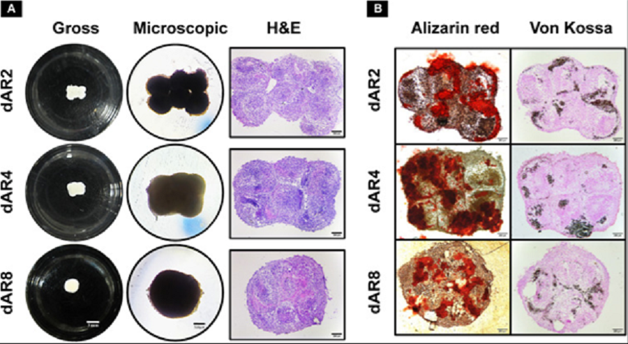 A novel process for engineering 3D bone macro-tissues using a guided fusion approach