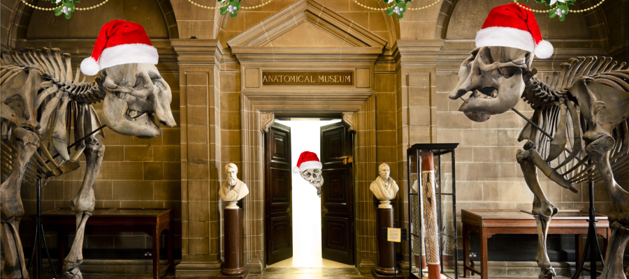 Elephants get into the Christmas mood with Santa hats.