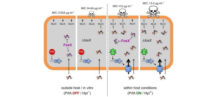 Model of virulence-resistance gene epistatic interaction determining L. monocytogenes fosfomycin phenotype