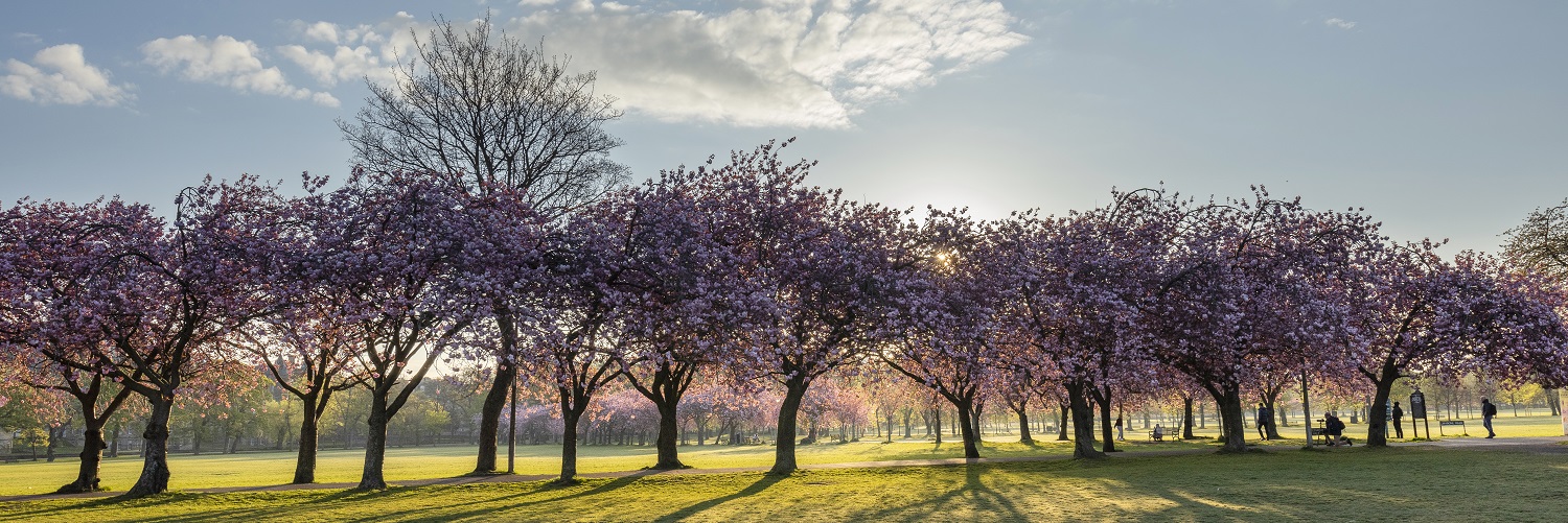 Trees in the Meadows (Chris Close)