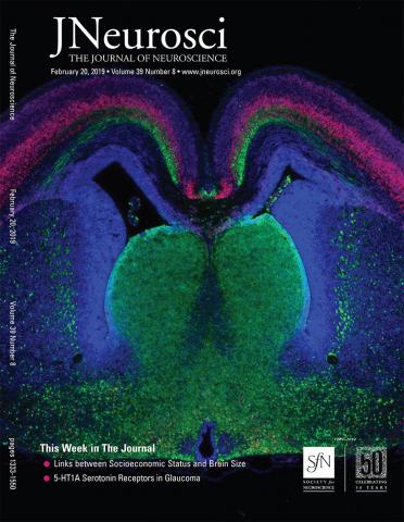 Image featured on the cover of the Journal of Neuroscience is of a mouse forebrain at embryonic day 18.5.