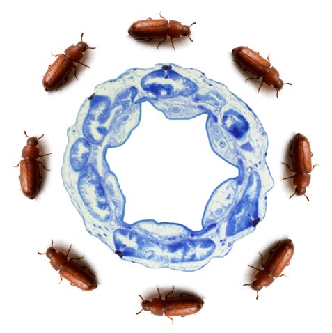 Cross section through the cryptonephridial complex, circled by Tribolium beetles