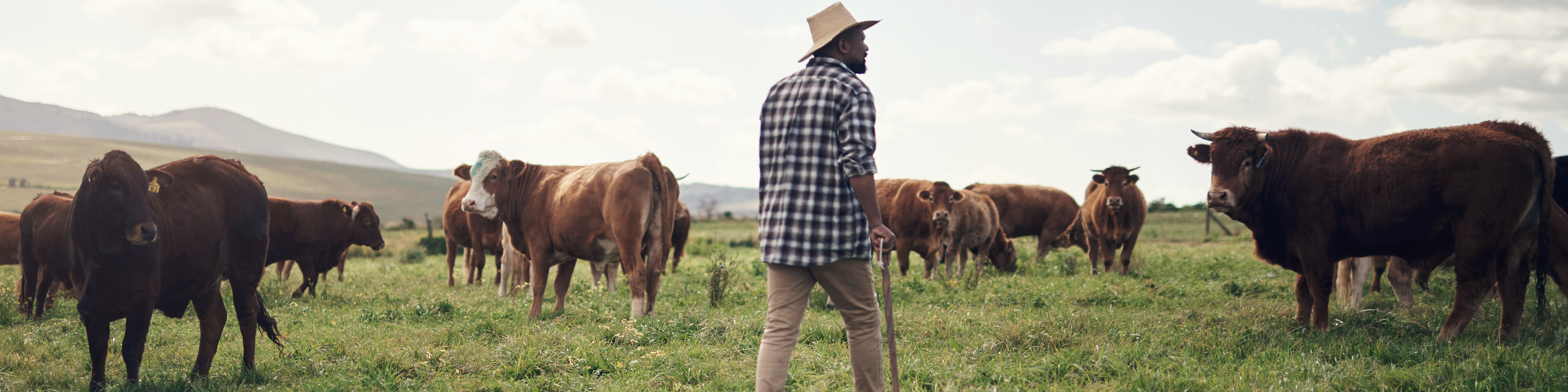 livestock farmer